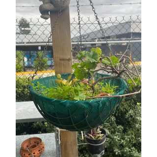 Green Hanging Planter W/ Plant