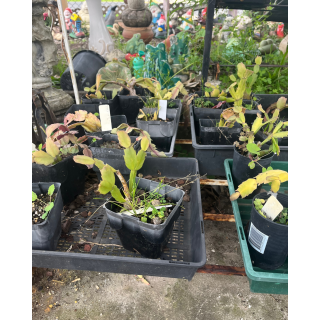 Assorted Plants